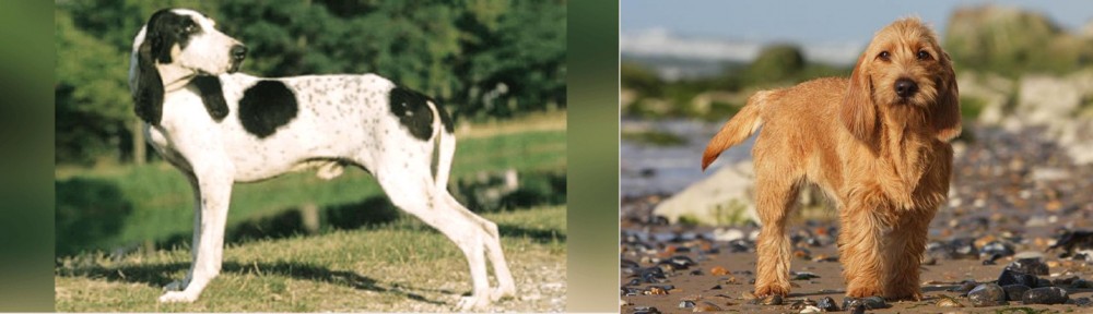 Griffon Fauve de Bretagne vs Ariegeois - Breed Comparison