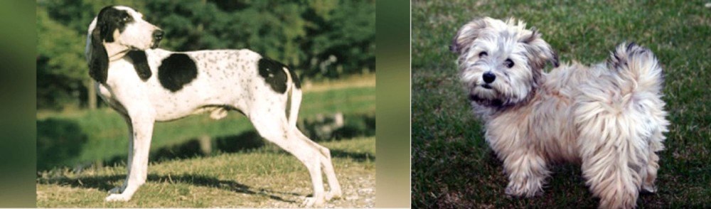 Havapoo vs Ariegeois - Breed Comparison