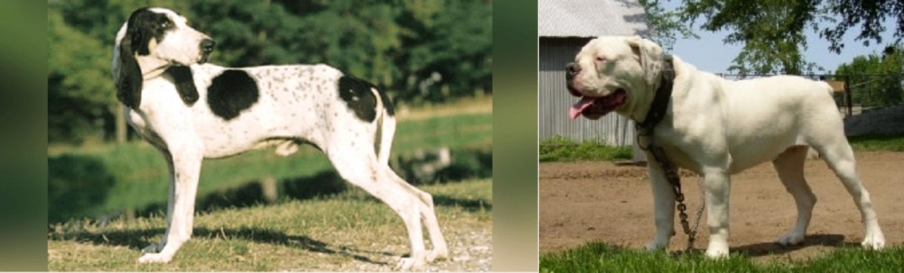 Hermes Bulldogge vs Ariegeois - Breed Comparison