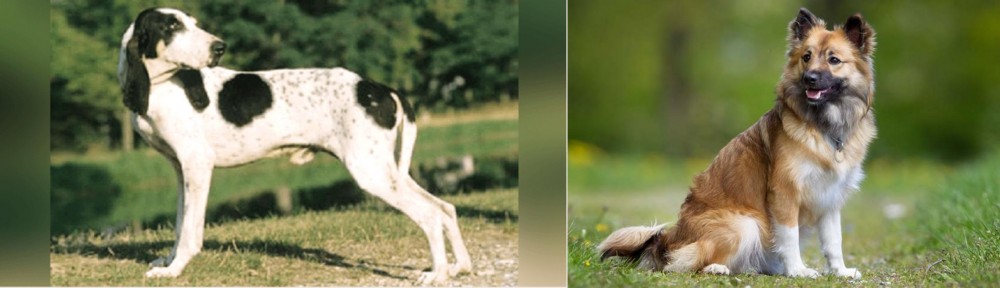 Icelandic Sheepdog vs Ariegeois - Breed Comparison