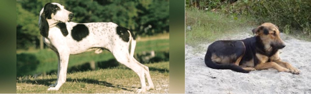 Indian Pariah Dog vs Ariegeois - Breed Comparison