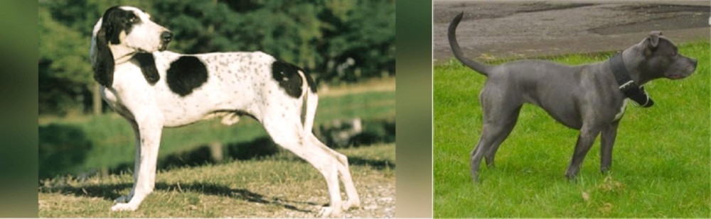 Irish Bull Terrier vs Ariegeois - Breed Comparison