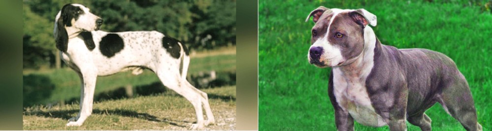 Irish Staffordshire Bull Terrier vs Ariegeois - Breed Comparison