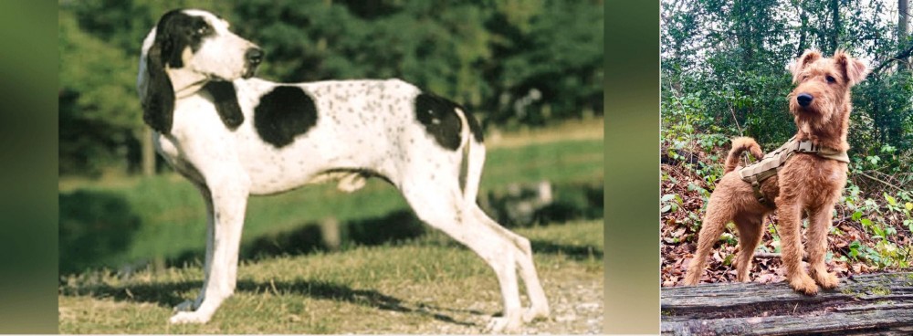 Irish Terrier vs Ariegeois - Breed Comparison