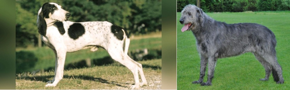 Irish Wolfhound vs Ariegeois - Breed Comparison