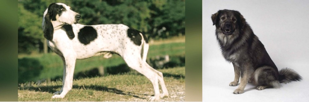Istrian Sheepdog vs Ariegeois - Breed Comparison