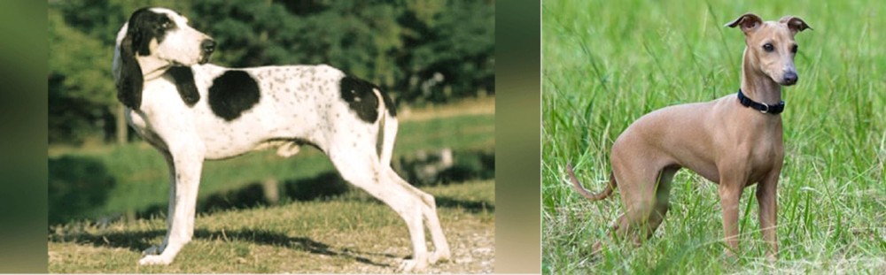 Italian Greyhound vs Ariegeois - Breed Comparison