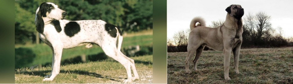 Kangal Dog vs Ariegeois - Breed Comparison
