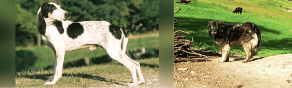 Kars Dog vs Ariegeois - Breed Comparison