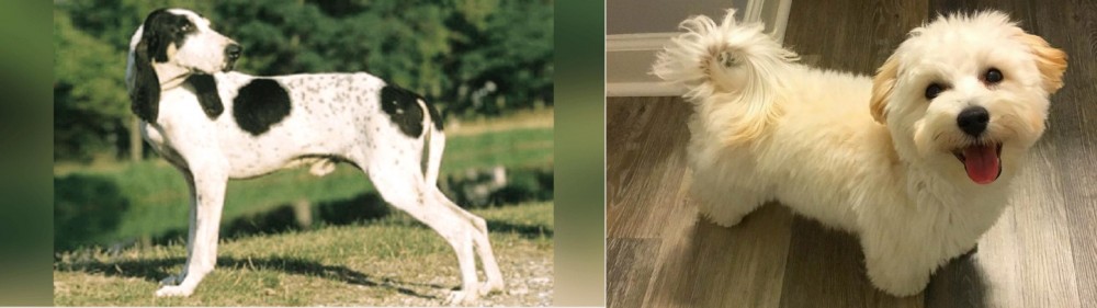 Maltipoo vs Ariegeois - Breed Comparison