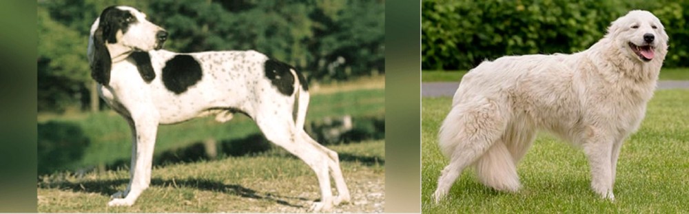Maremma Sheepdog vs Ariegeois - Breed Comparison