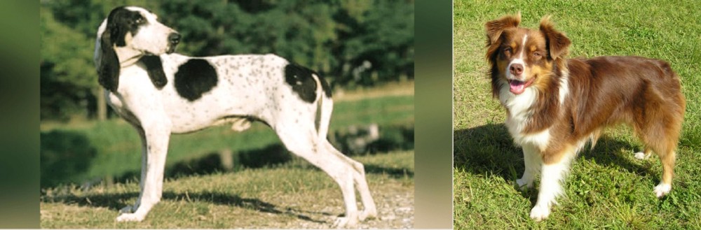 Miniature Australian Shepherd vs Ariegeois - Breed Comparison
