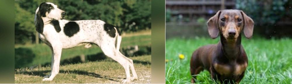 Miniature Dachshund vs Ariegeois - Breed Comparison