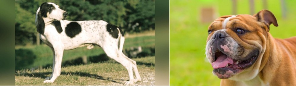 Miniature English Bulldog vs Ariegeois - Breed Comparison