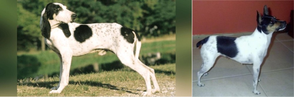 Miniature Fox Terrier vs Ariegeois - Breed Comparison