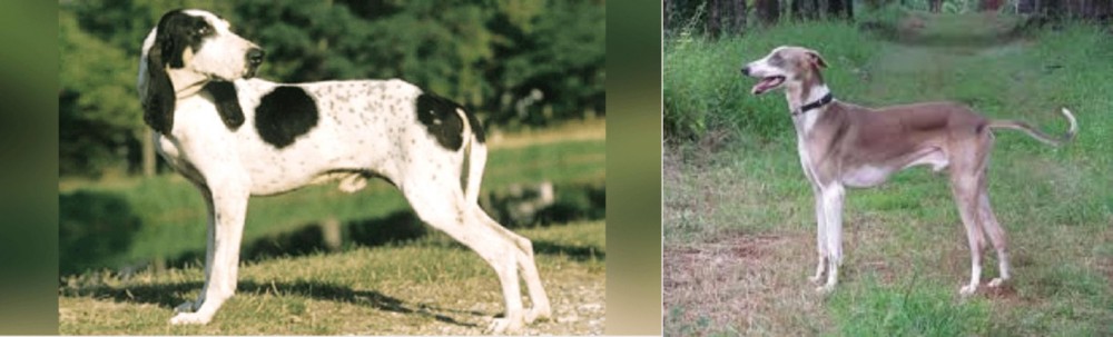 Mudhol Hound vs Ariegeois - Breed Comparison