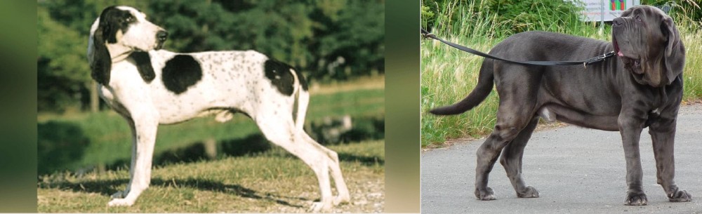 Neapolitan Mastiff vs Ariegeois - Breed Comparison