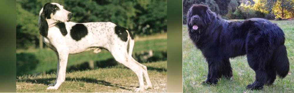 Newfoundland Dog vs Ariegeois - Breed Comparison