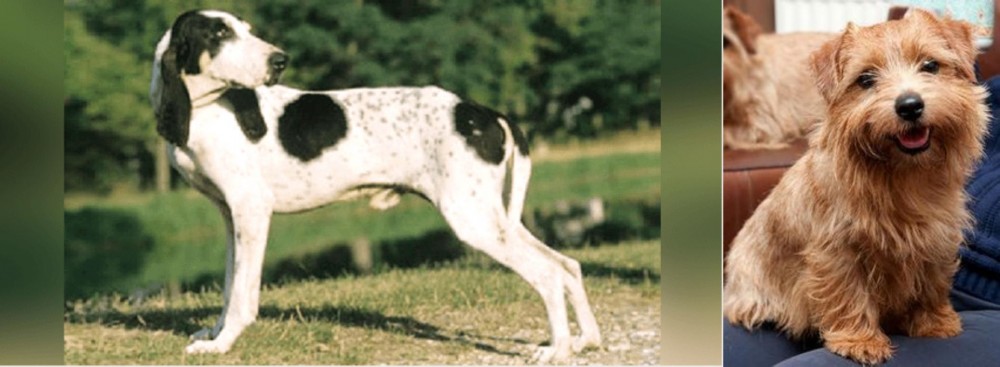 Norfolk Terrier vs Ariegeois - Breed Comparison