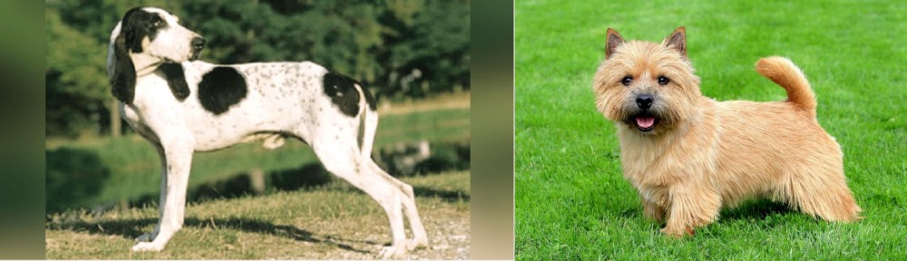 Norwich Terrier vs Ariegeois - Breed Comparison