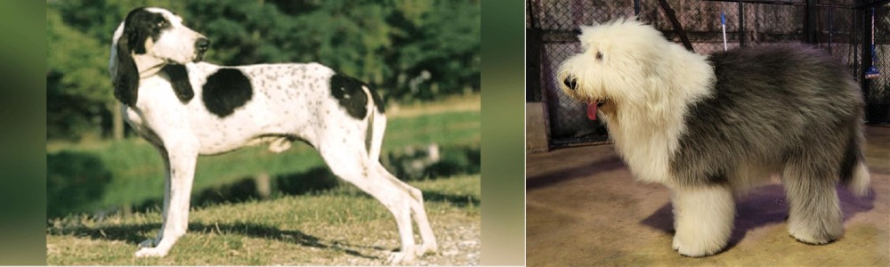 Old English Sheepdog vs Ariegeois - Breed Comparison