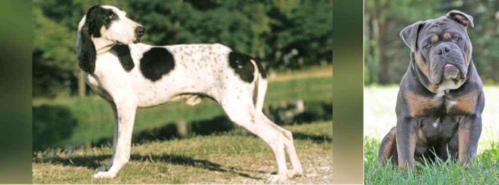 Olde English Bulldogge vs Ariegeois - Breed Comparison