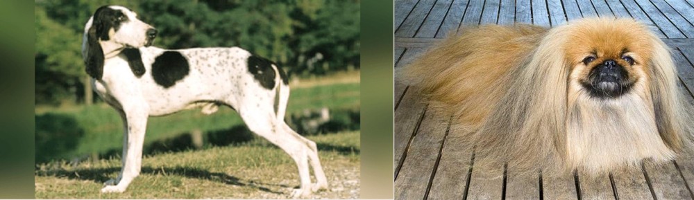 Pekingese vs Ariegeois - Breed Comparison