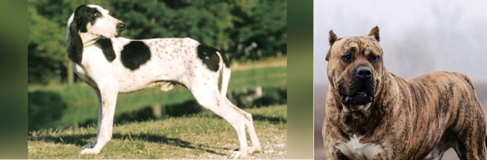 Perro de Presa Canario vs Ariegeois - Breed Comparison