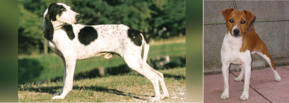 Plummer Terrier vs Ariegeois - Breed Comparison
