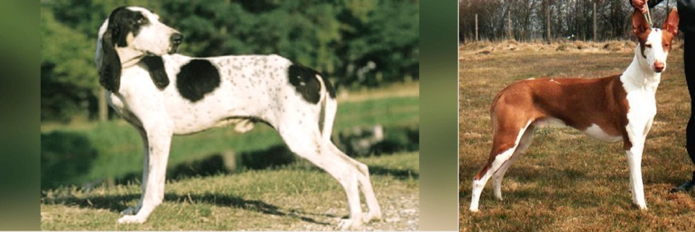 Podenco Canario vs Ariegeois - Breed Comparison