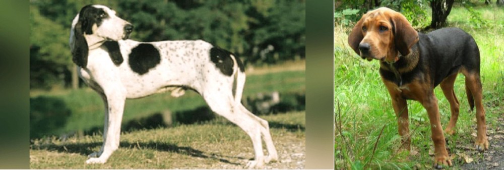 Polish Hound vs Ariegeois - Breed Comparison