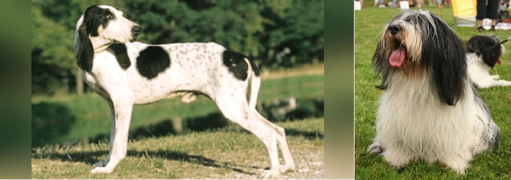 Polish Lowland Sheepdog vs Ariegeois - Breed Comparison