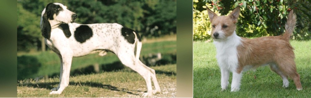 Portuguese Podengo vs Ariegeois - Breed Comparison