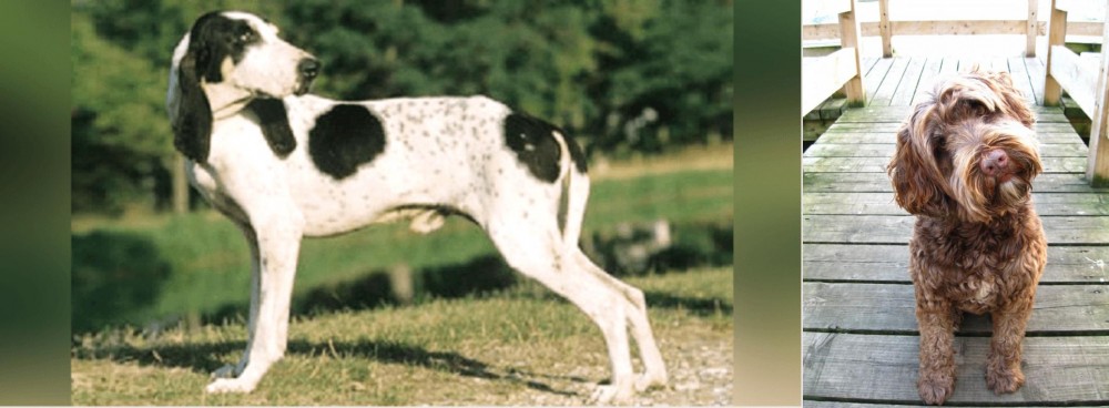 Portuguese Water Dog vs Ariegeois - Breed Comparison