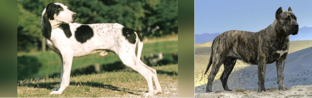 Presa Canario vs Ariegeois - Breed Comparison