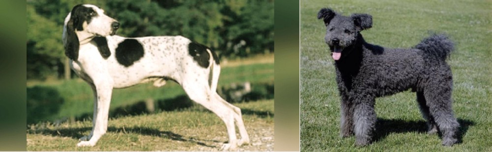 Pumi vs Ariegeois - Breed Comparison