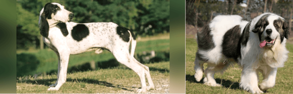 Pyrenean Mastiff vs Ariegeois - Breed Comparison