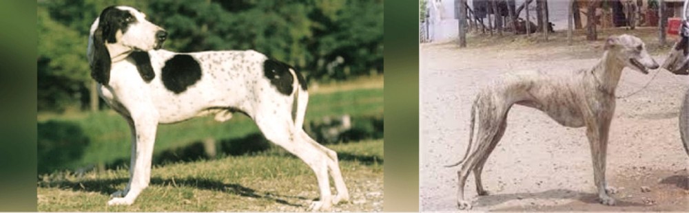 Rampur Greyhound vs Ariegeois - Breed Comparison
