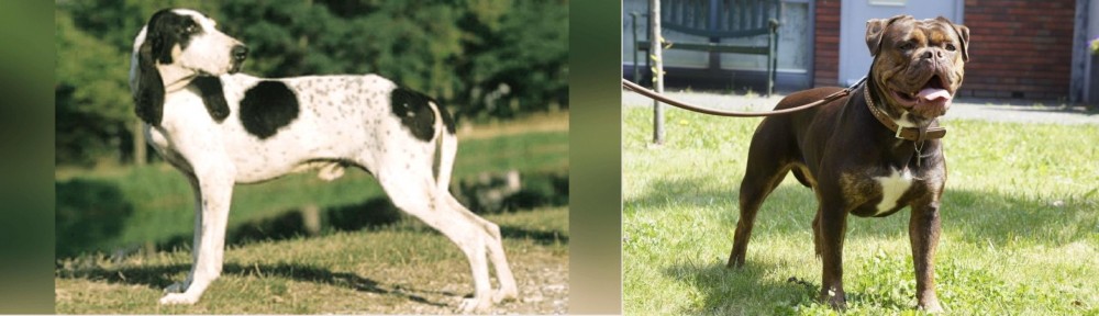 Renascence Bulldogge vs Ariegeois - Breed Comparison