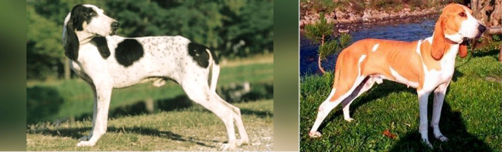 Schweizer Laufhund vs Ariegeois - Breed Comparison