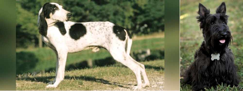 Scoland Terrier vs Ariegeois - Breed Comparison