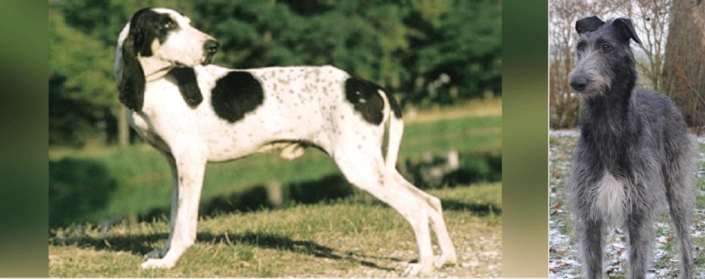 Scottish Deerhound vs Ariegeois - Breed Comparison