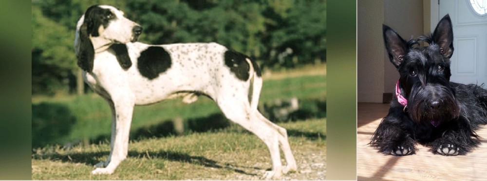 Scottish Terrier vs Ariegeois - Breed Comparison