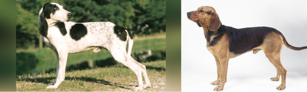 Serbian Hound vs Ariegeois - Breed Comparison