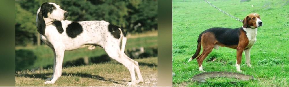 Serbian Tricolour Hound vs Ariegeois - Breed Comparison