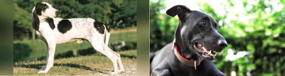 Shepard Labrador vs Ariegeois - Breed Comparison