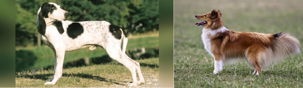 Shetland Sheepdog vs Ariegeois - Breed Comparison