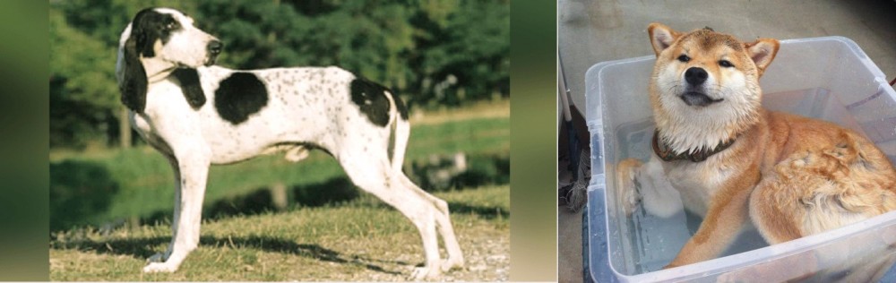 Shiba Inu vs Ariegeois - Breed Comparison