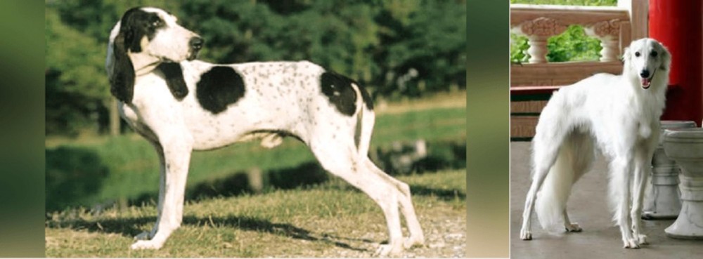 Silken Windhound vs Ariegeois - Breed Comparison