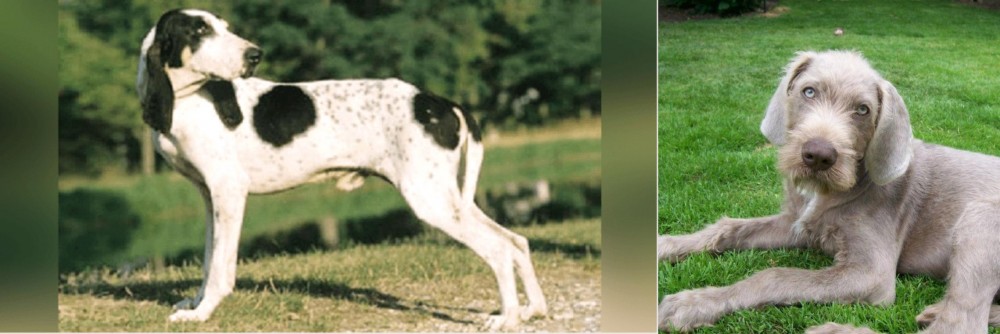 Slovakian Rough Haired Pointer vs Ariegeois - Breed Comparison